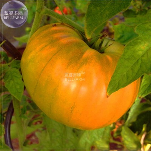 BELLFARM 'Aunt Gertie's Gold' Organic Yellow Beefsteak Heirloom Tomato Bonsai Seeds 100pcs Best-tasting Tomatoes for Home Garden