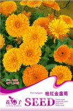 Calendula Orange Pot Marigold Flower Seeds, Original Pack, 30 Seeds / Pack, Annual Garden Seeds A198