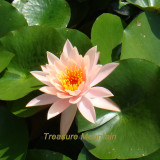1 Professional Pack, 1 seed / pack, Nymphaea Eldorado Asian Orange Water Lily Pad Flower Pond Seeds #NF164