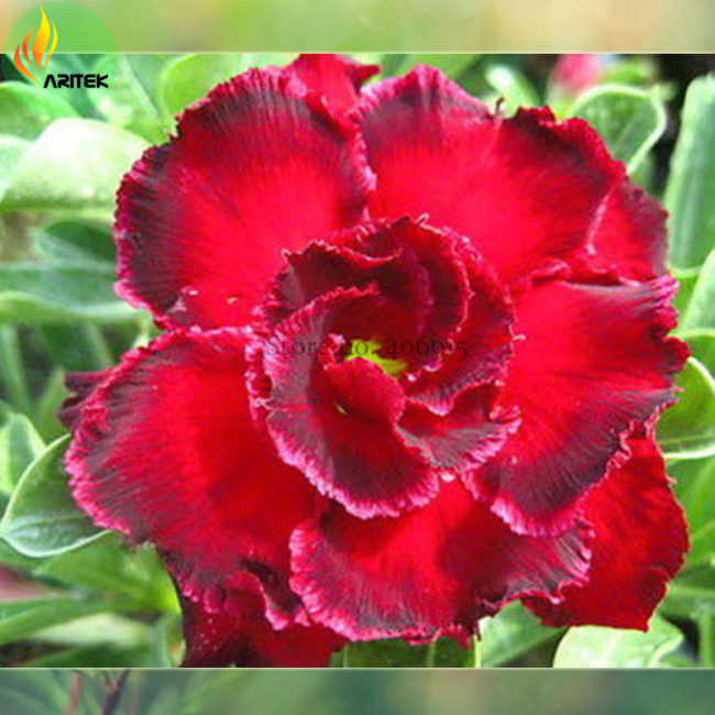 'Rosemarie' Dark Red Desert Rose Adenium Obesum Seeds, Professional Pack, 2 Seeds / Pack, big double flowers with gray edge