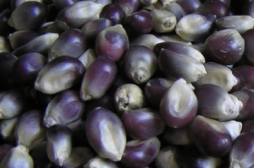 1 Professional Pack, 100g Seeds / Pack, Popcorn Shaman's Blue Zea Mays, OP HEIRLOOM SEEDS NEW