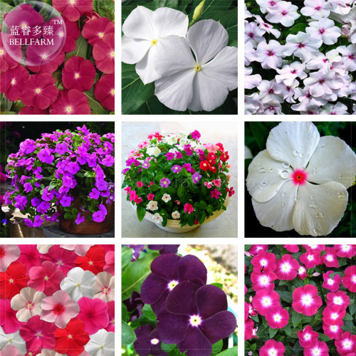 BELLFRAM Vinca Rosea Periwinkle Little Linda Mixed Seeds, 20 Seeds, Professional Pack, bonsai colorful annual flowers E4142