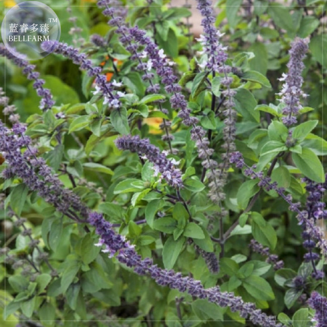 BELLFARM Basil Seeds - Blue Spice, Professional Pack, 20 Seeds, heavily fragrant with an air of vanilla E4230