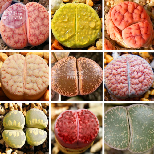 BELLFARM Lithops Mixed Rare Seeds, 10 Seeds, lovely bonsai succulent plants E4279