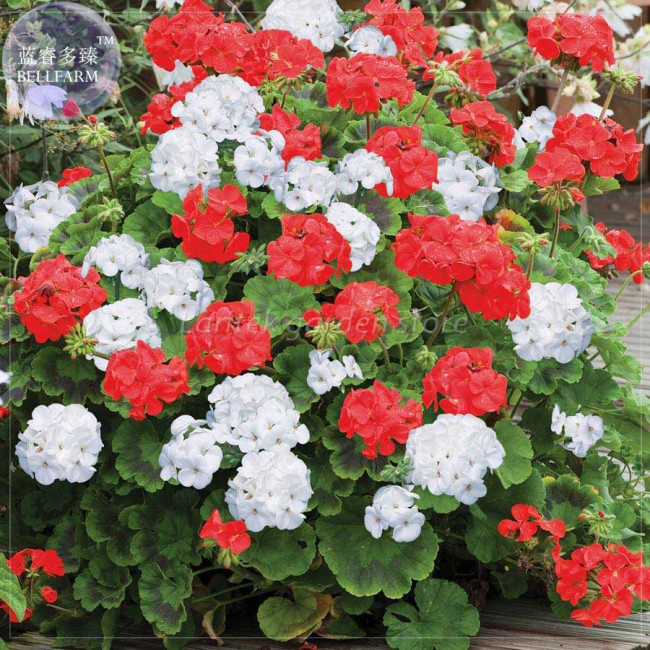 BELLFARM Geranium 'St Gerorge' Seeds, Professional Pack, 10 Seeds, white rose red mixed pelargonium E4214