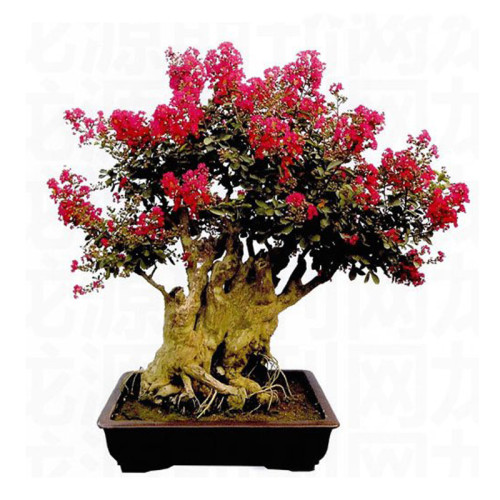 10 Original Packs, 40 Seeds / Pack, Red Bonsai Crape Myrtle Seeds, Perennial Bush Shrub