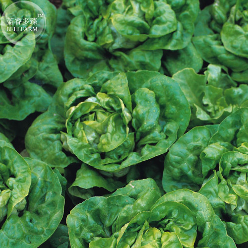 Buttercrunch Lettuce Seeds, professional pack, 200 Seeds, heirloom organic edible vegetables TS307T