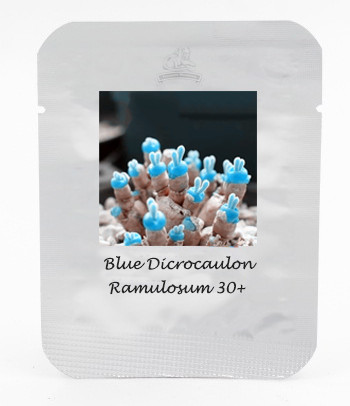 1 Professional Pack, 30 seeds / pack, Blue Dicrocaulon Ramulosum Incredible Succulent Plant Seed #NF398
