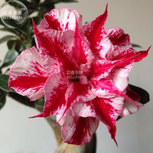 BELLFARM Adenium Dark Red Petals White Edge Short Beard Perennial Flower Seeds, professional pack,6-layer big blooms home garden