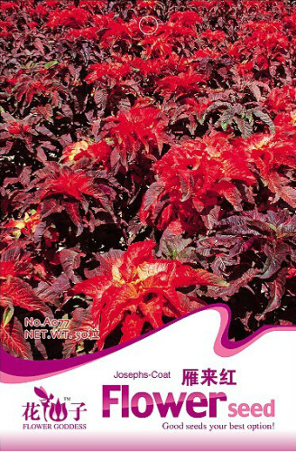 1 Original Pack, 50 Seeds / Pack, TRICOLOR AMARANTHUS PERFECTA Summer Poinsettia Amaranth Flower Seeds #A077