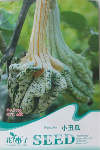 1 Original Pack, 6 seeds / pack, Ugly Ornamental Pumpkin Seeds #B103