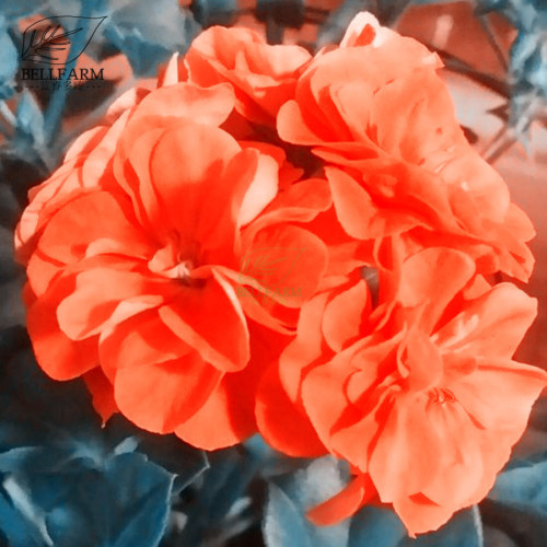 BELLFARM Geranium Purely Orange Double Petals Perennial Bonsai Flowers 'Seeds' 10pcs Hybrid Big Flowers for Home Garden