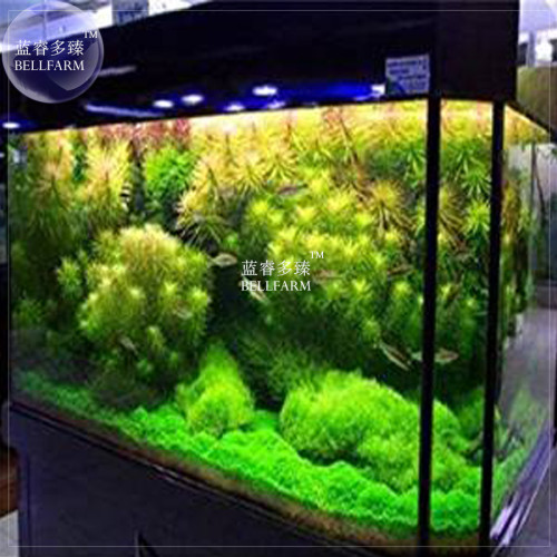 BELLFARM BACOPA CAROLINIANA & DIDIPLIS DIANDRA & Spiky Moss of Taiwan quarium Grass Seeds, 100 Seeds