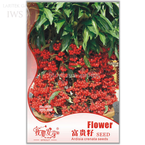 Ardisia Crenata Christmas Coral Berry Ornamental Tree, Original Pack ,12 Seeds, tropical or indoor no drought IWSA162