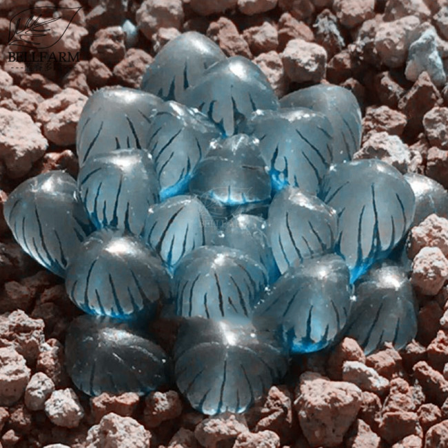 BELLFARM Haworthia obtusa 'Crystal' Light Blue Transparent Succulent Bonsai Plants 'Seeds' 5pcs Lovely Indoor Garden Home Bonsai