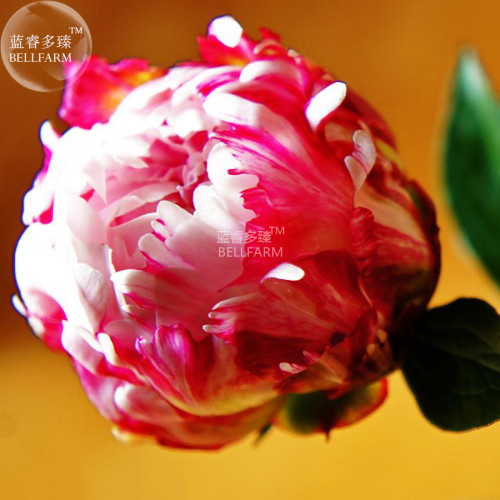 BELLFARM Peony Tulip-typed Ball Shrub Flower Seeds, 5 seeds, professional pack, rose red white petals won't open