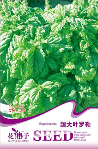 Organic Giant Grandi Foglie Valentino Basil Seeds, Original Pack, 30 Seeds / Pack, Italian Heirloom NON-GMO Vegetable Herbs D046