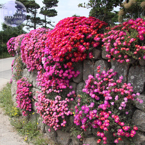 Ice Plant Mesembryanthemum Daisy Mixed, Professional Pack, 20 seeds, Dorotheanthus Bellidiformis E4049