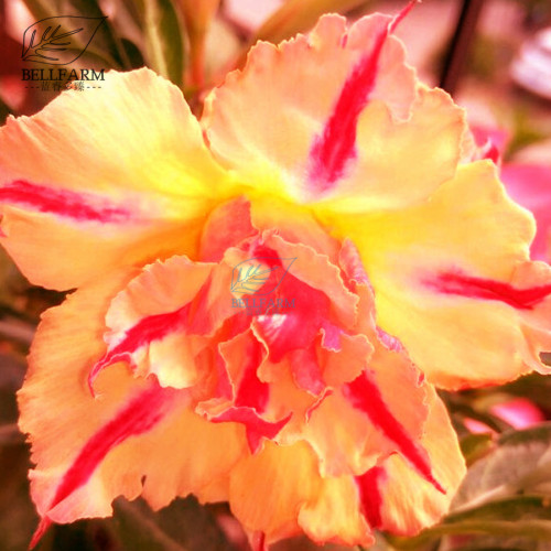BELLFARM Adenium Light Orange Double Petals Dark Red Stripes Desert Rose Bonsai 'Seeds' 2pcs Heirloom 'Sweet Perfume' Big Blooms