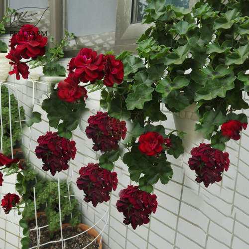 BELLFARM Hanging Geranium Purely Deep Red Perennial Bonsai Flowers 10pcs Seeds Heirloom Organic Ornamental Garden Flowers