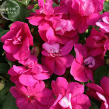 BELLFARM Impatiens Bright Purple Garden Balsam Flower Seeds, 20 Seeds, unique purple-violet semi-double rosebud blooms