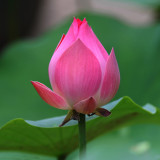 1 Professional Pack, 40 Seeds / Pack, New Fresh Nelumbo Nucifera ''DARGONFLY''  Lotus Seeds Hydrophyte #NF151