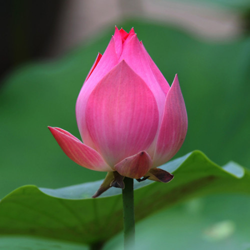 1 Professional Pack, 40 Seeds / Pack, New Fresh Nelumbo Nucifera ''DARGONFLY''  Lotus Seeds Hydrophyte #NF151