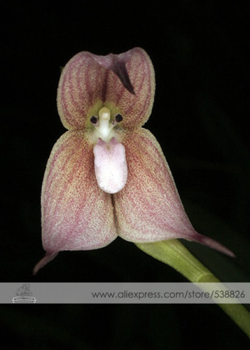 1 Professional Pack, approx 50 Seeds / Pack, Dracula Trichroma The Three Colored Dracula Money Face Flower Rare Seeds #NF277