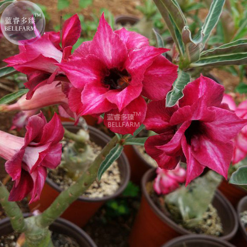 BELLFARM Adenium Dark Red Moon Plant Seeds, 2 Seeds, 2-layer dark red petals with little white stripe E4282