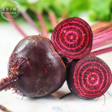 BELLFARM Beet Root Red 'Early Wonder' Vegetable Seeds, 50 seeds, prodessionbal pack, home garden bettrave