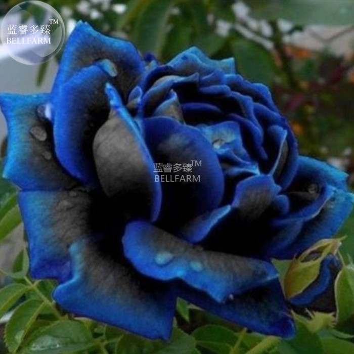 best potting soil for indoor plants 100% Organic Indoor Plant Potting Soil Mix  Nutrient Rich, Well-Draining  Living Soil Blend