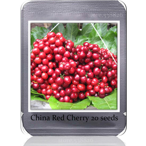 Heirloom Chinese Red Sweet Cherry Fruit Seeds, 20 Seeds, tasty juicy cherry tree TS214T