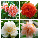 Heirloom 4 Types of Plicated Pomegranate Flowers Seeds, Professional Pack, 20 Seeds / Pack, Pink Red White Rose Red Flowers