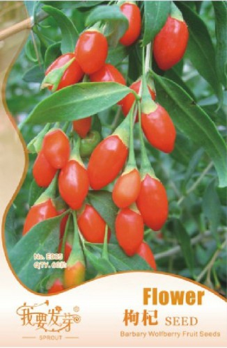 1 Original Packs, 60 seeds / pack, fresh goji, Chinese Wolfberry, Lycium barbarum, Murali,Shrub Bush Fruit Seeds #NF058