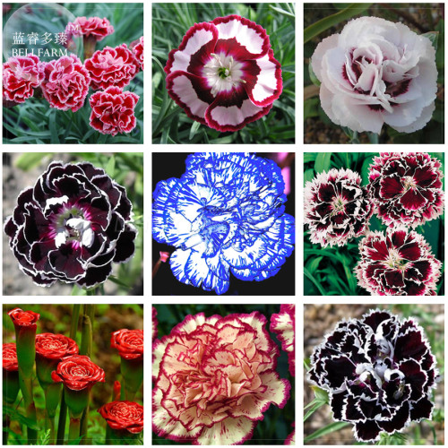 BELLFRAM Mixed 9 Types of Dianthus Seeds, 200 Seeds, Professional Pack, Sweet William flower E-Z grow high germination E4153