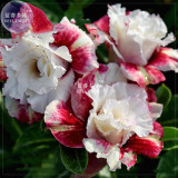 BELLFARM Milky White & Deep Red Adenium Garden Flower Seeds (no soil), 2pcs, 5-layer double petals desert rose big blooms