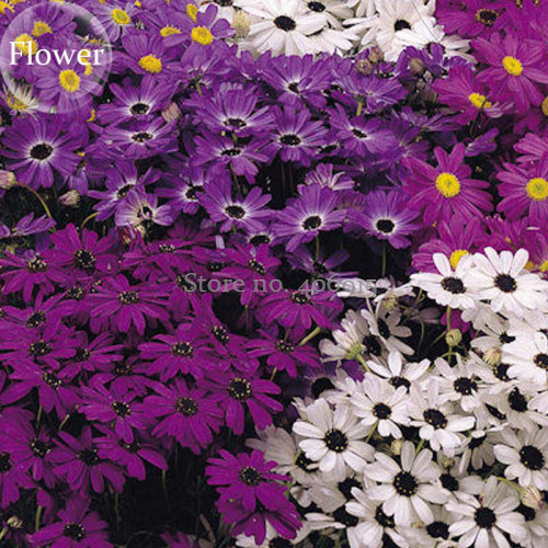 Brachycome Swan River Daisy Mixed Flowers, 20 Seeds, annual ornamental flowers E3924