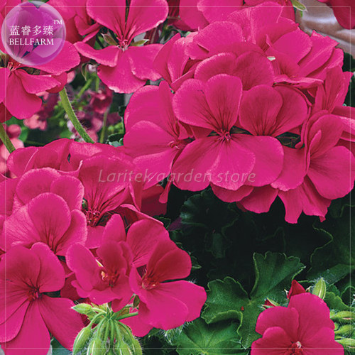 BELLFARM Geranium 'Purple Butterfly' Seeds, Professional Pack, 10 Seeds, perennial compact purple perennial pelargonium E4216