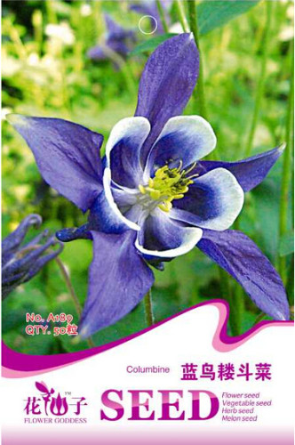 Perennial Blue Columbine Seeds, Original Pack, 50 Seeds / Pack, Beautiful Hummingbirds Butterflies Flower Seed #A189