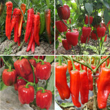 BELLFARM Heirloom Red Long Sharp Sweet Bell Pepper 20+Seeds Organic High Yield