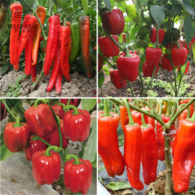 BELLFARM Heirloom Red Long Sharp Sweet Bell Pepper 20+Seeds Organic High Yield