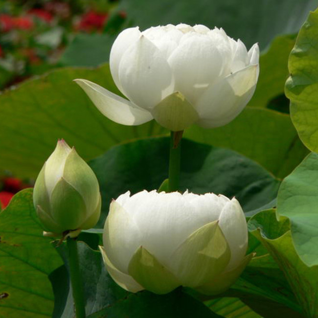 1 Professional Pack, 40 Seeds / Pack, New Fresh Nelumbo Nucifera White Lotus Seeds Aquatic Plants #NF149