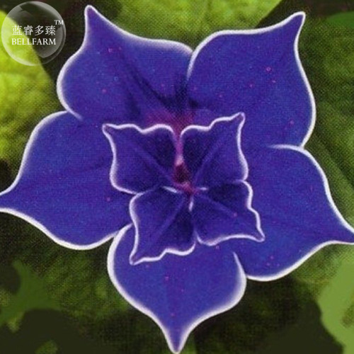 Dark Blue Japanese Morning Glory, 50 Seeds, double dark blue petals with white edge E3997