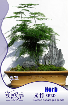 1 Original Packs, 8 seeds / pack, Fresh Perennial Asparagus Fern Seeds #NF138