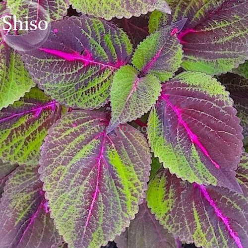 Bi-coloured Salad Perilla Shiso, 100 Seeds, salad leaves with a minty basil taste E3884