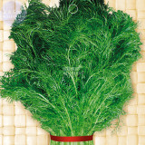 BELLFARM Renewable Fennel Vegetable Organic Seeds, 100 seeds, Foeniculum valgare Mill Chinese heirloom flavour green spices