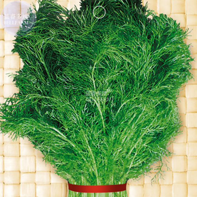 BELLFARM Renewable Fennel Vegetable Organic Seeds, 100 seeds, Foeniculum valgare Mill Chinese heirloom flavour green spices