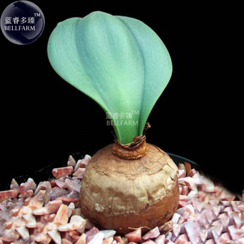 BELLFARM Rauhia Peruviana Succulent Bonsai Plant Seeds, 5 seeds, professional pack, imported home garden bonsai