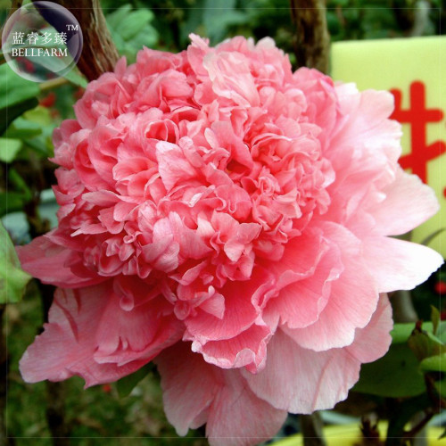 'Meilitianshi' Rose Pink Peony Seeds, 5 seeds, professional pack, plicated big blooms flowers E4119