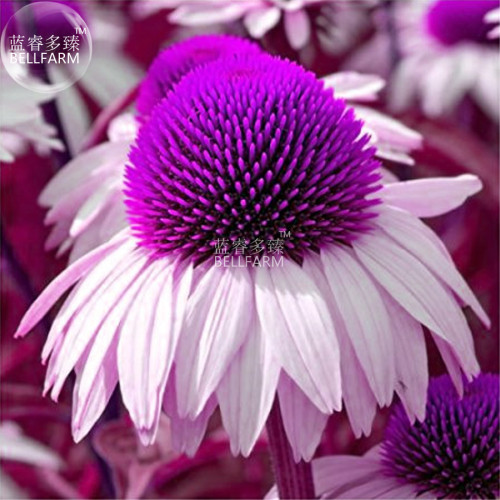 BELLFARM Echinacea White Petals Purple Centre Perennial Flower Seeds, 30 seeds, professional pack, big blooms home garden plants